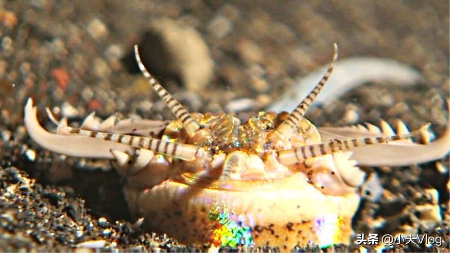 世界上最奇特的长毛的动物,世界上长得最多毛的动物