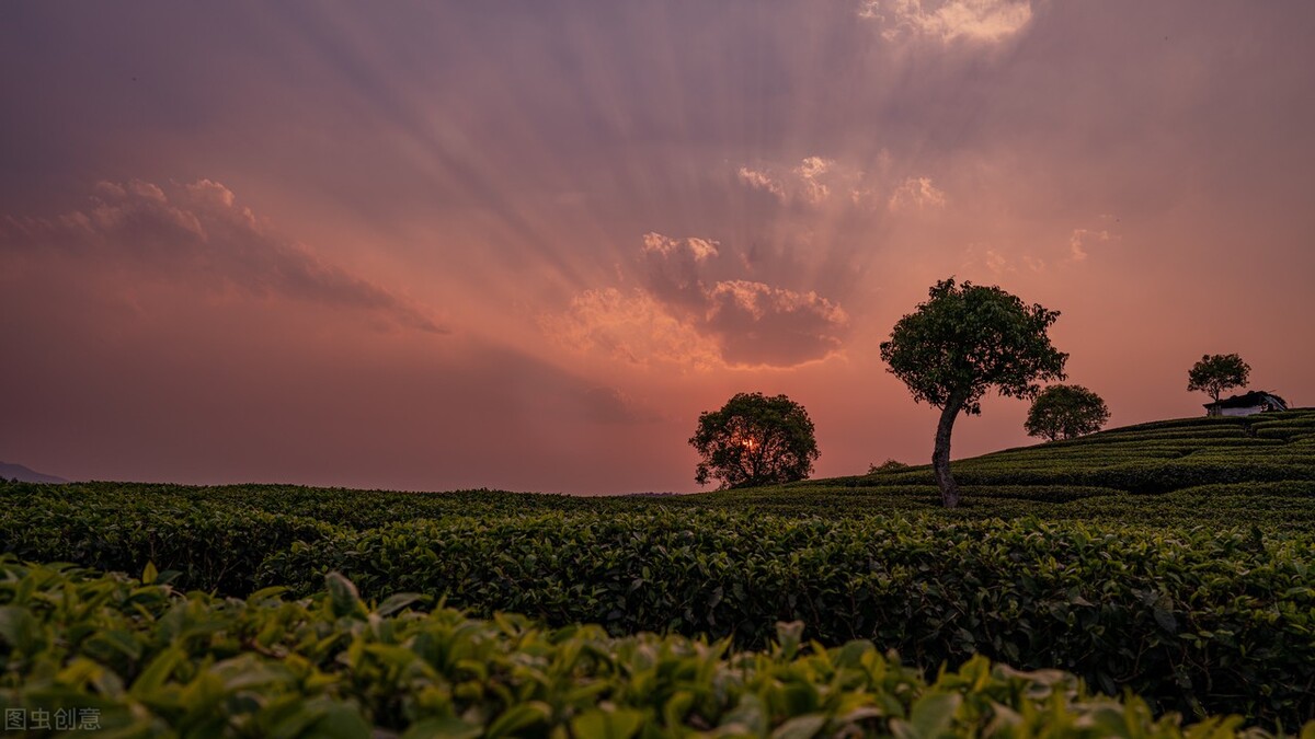 春茶营销,茶事沏一杯春茶开启整个春天