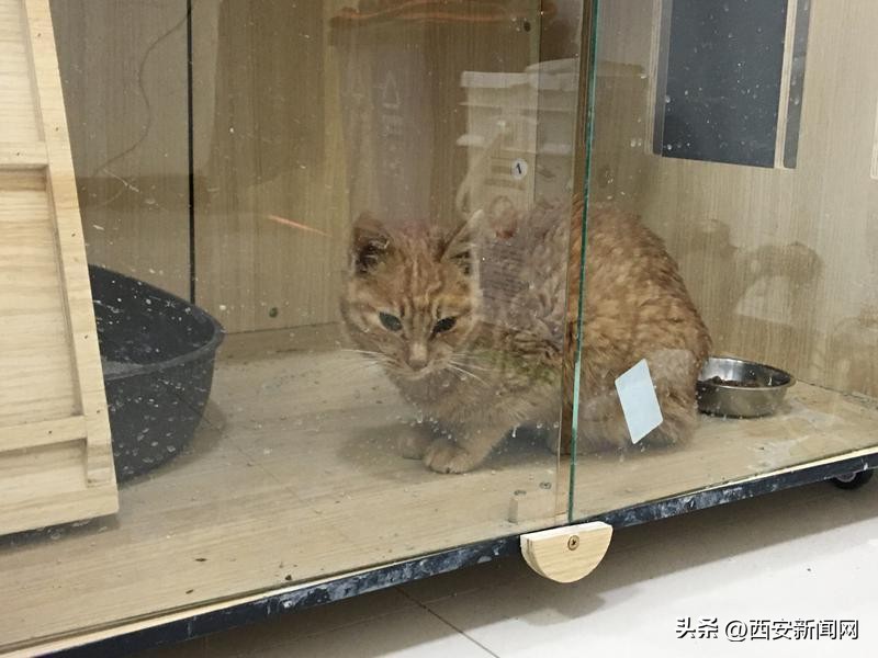 在办公室养猫是什么感觉,办公室养猫真实感受