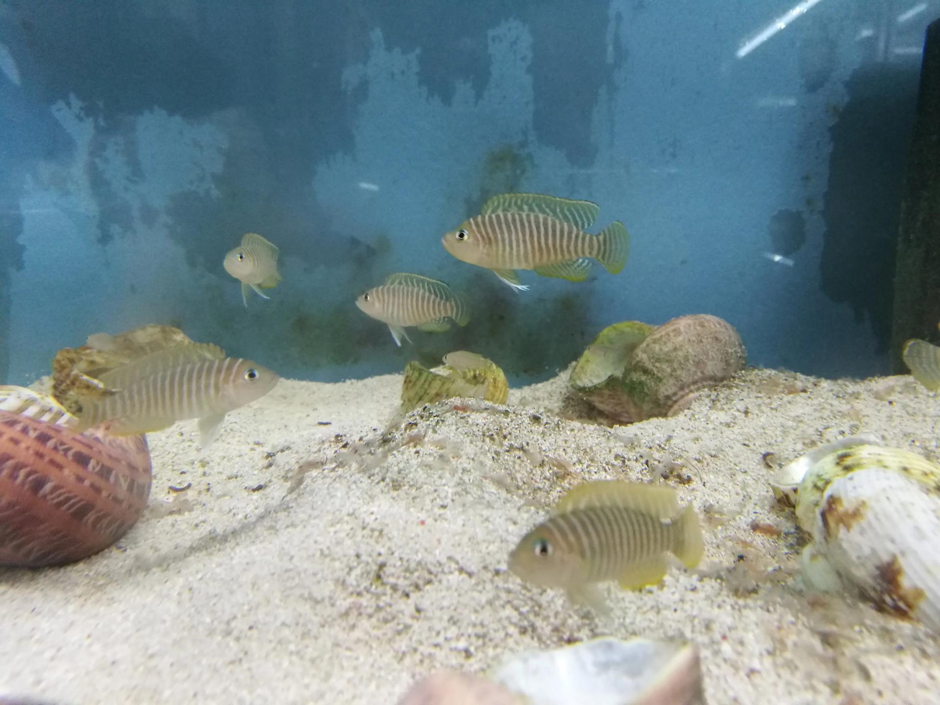 猫狗不停，除了猫狗，这些小可爱，你家的娃都养过了吗？