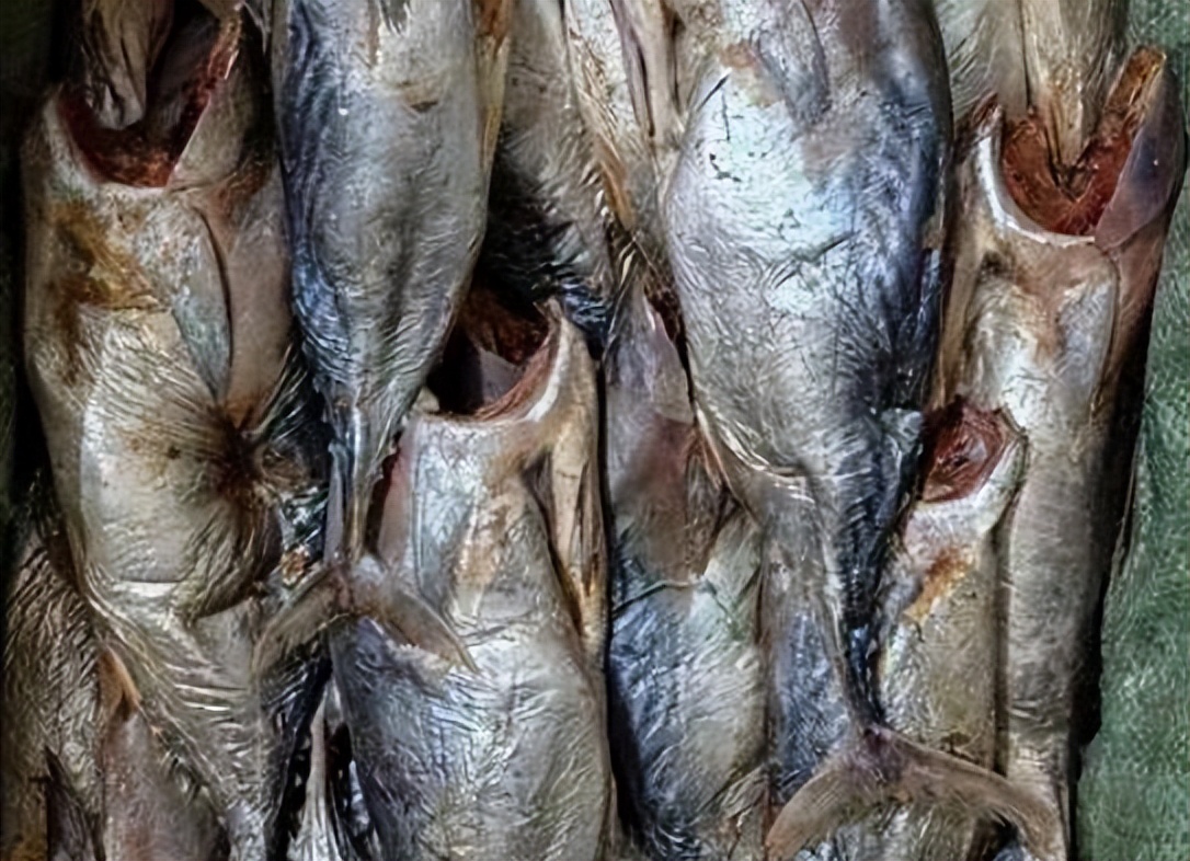 鹅肉竟然是癌细胞的助燃剂,鹅肉和啥肉不长癌细胞