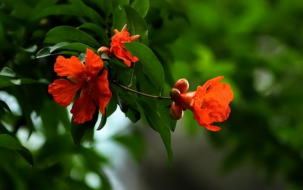 石榴花诗句大全,石榴花诗词最著名的几首