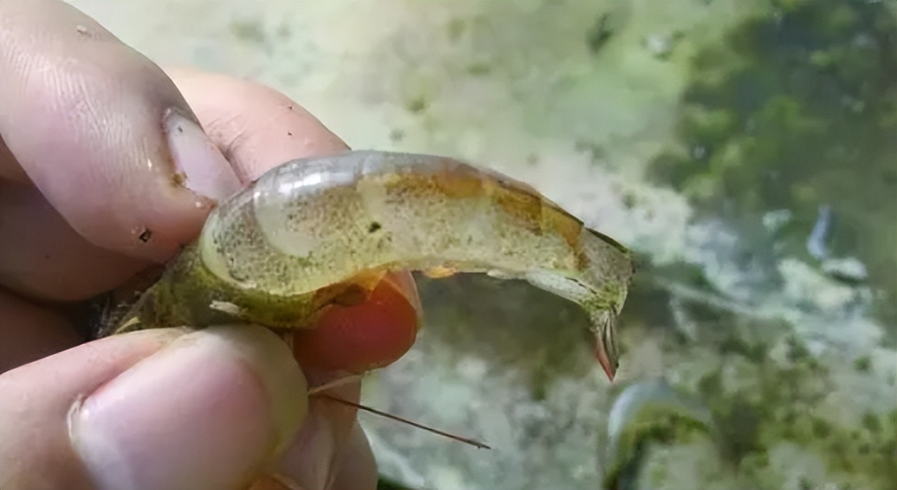 南美白对虾细菌感染和病毒感染,南美白对虾是否有新冠病毒