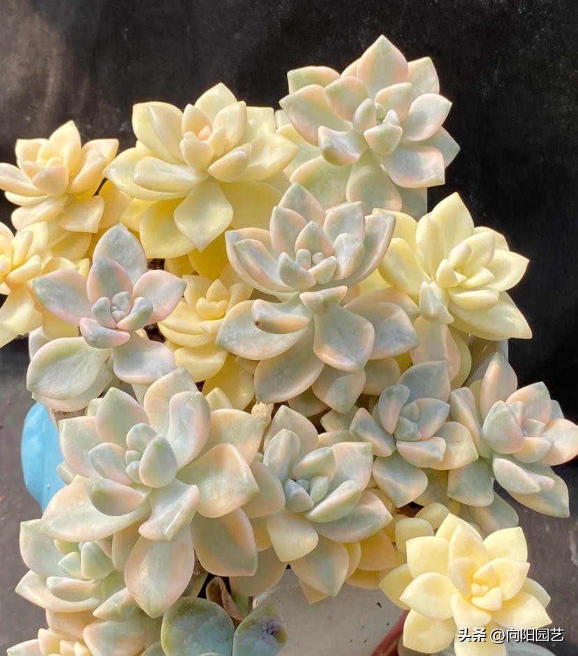 好养皮实的多肉品种推荐,新手小白养多肉哪个品种好养