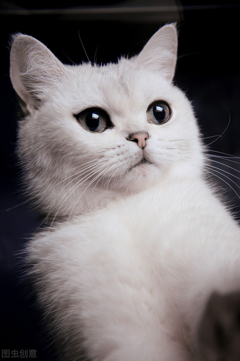 养猫必看101条新手养猫常识,新手养猫攻略养猫必备清单超全