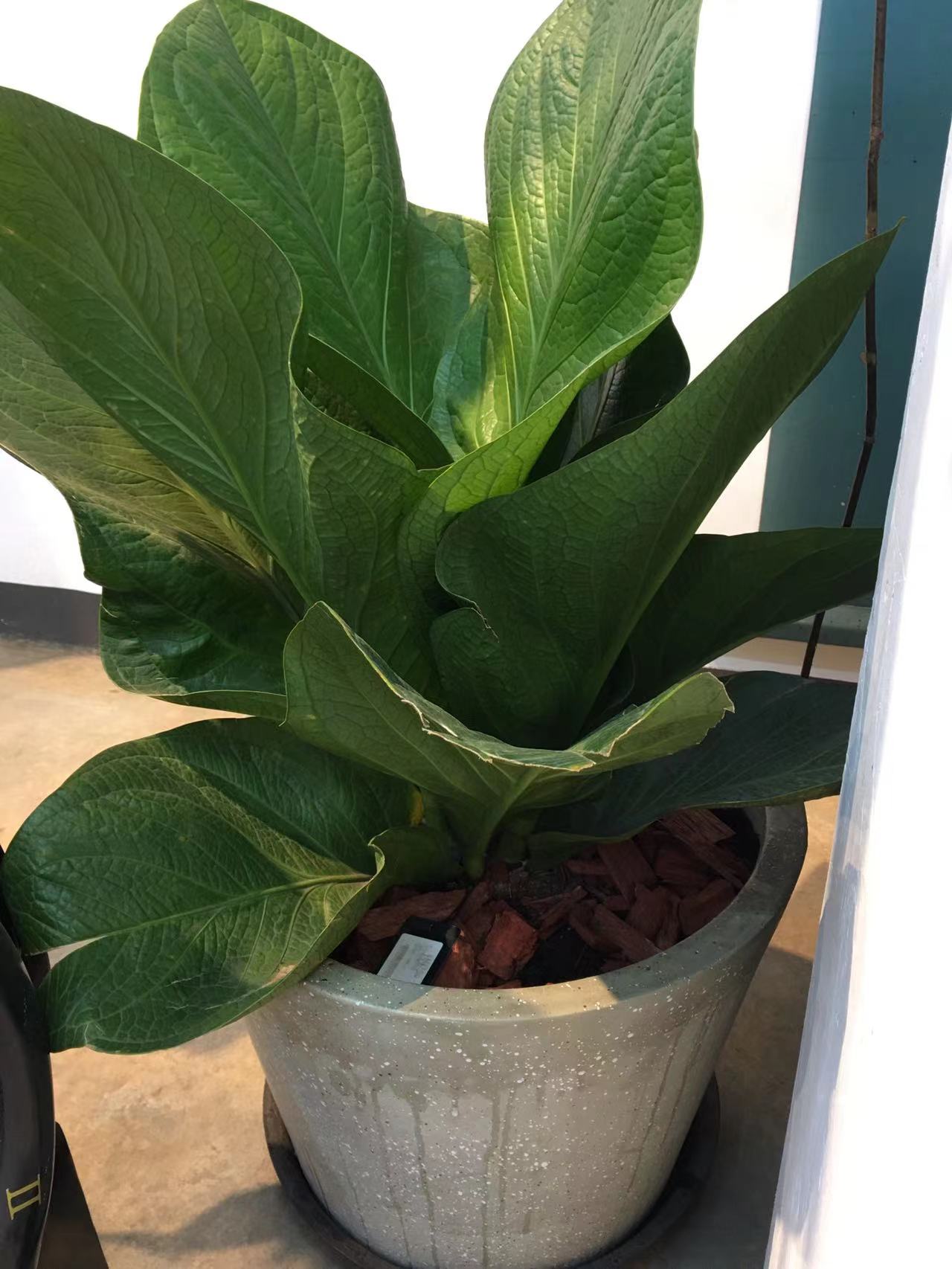 成都春天花卉市场哪里最便宜,成都温江区最便宜的花卉市场