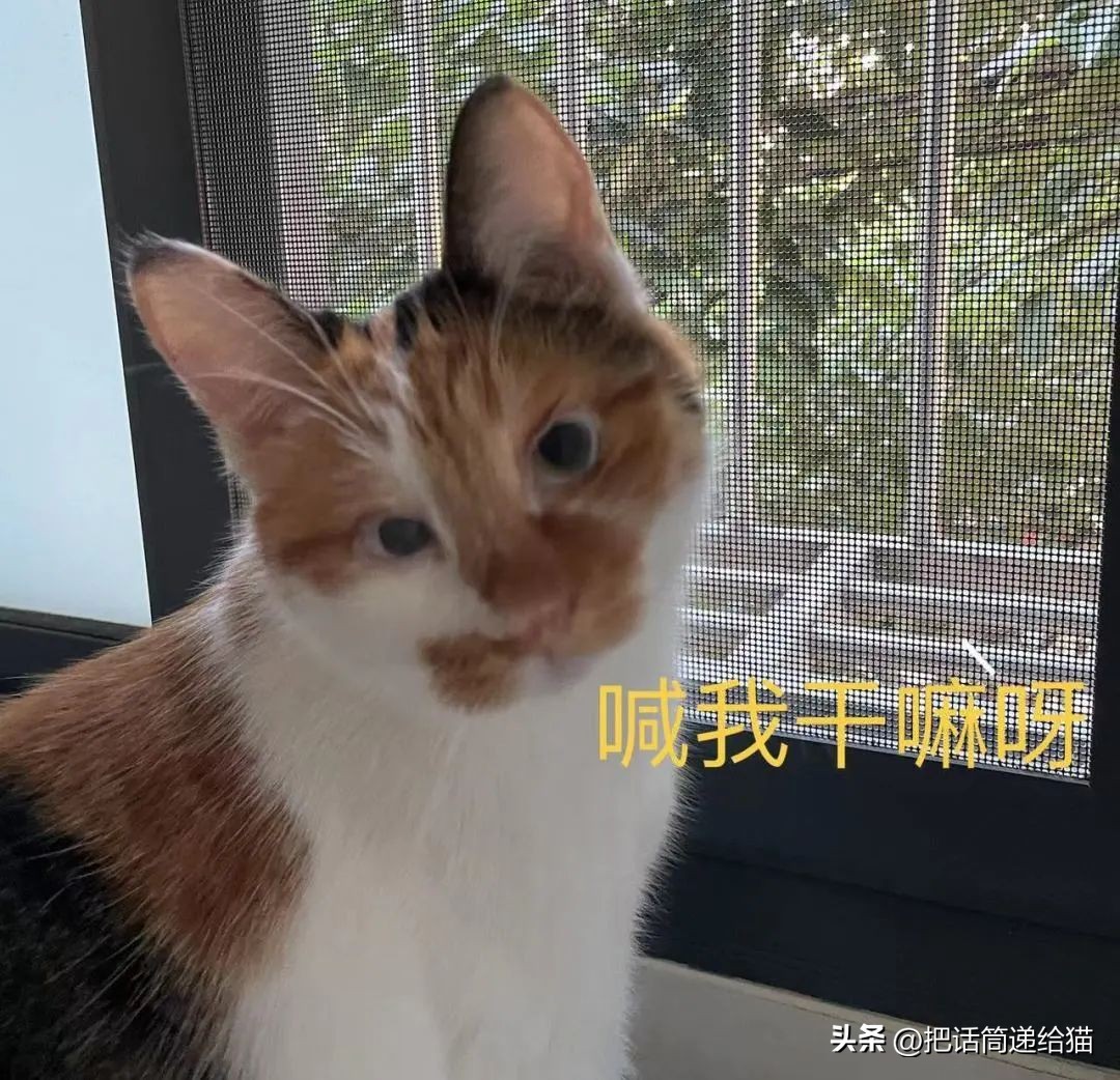 为什么猫咪养着养着就瘦了,猫咪为什么养着养着就发黄了
