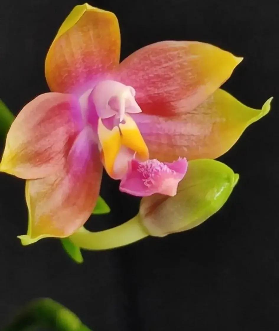 兰花的唯美图片,珍稀兰花各色大全