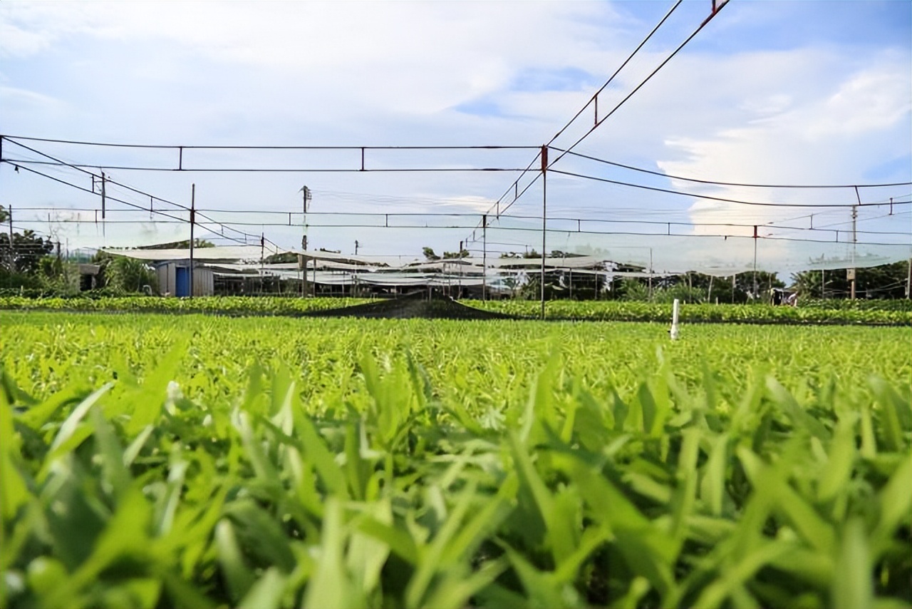 美丽乡村点赞视频,美丽乡村网上宣传引发网友关注