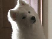 家中起火狗狗趴窗求救,家中起火狗狗救全家