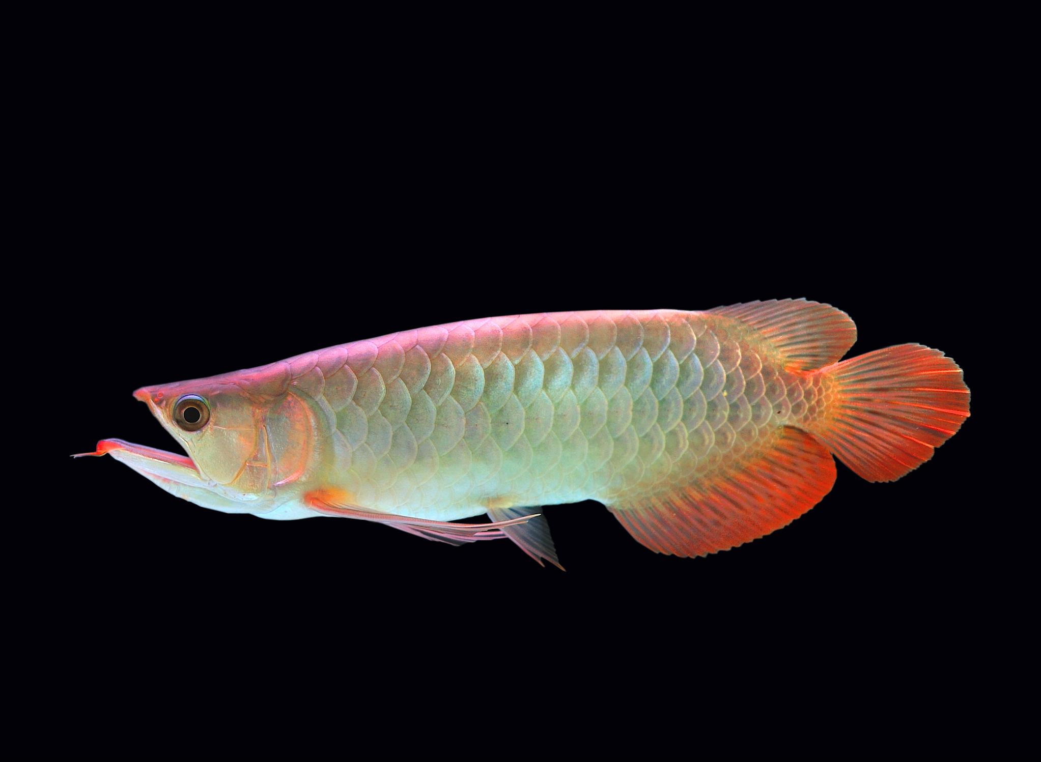 龙鱼掉鳞片怎么防止感染,龙鱼受惊吓掉鳞怎么办