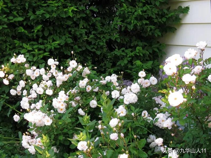 常见丰花月季品种一览,阳台盆栽丰花月季什么品种最好