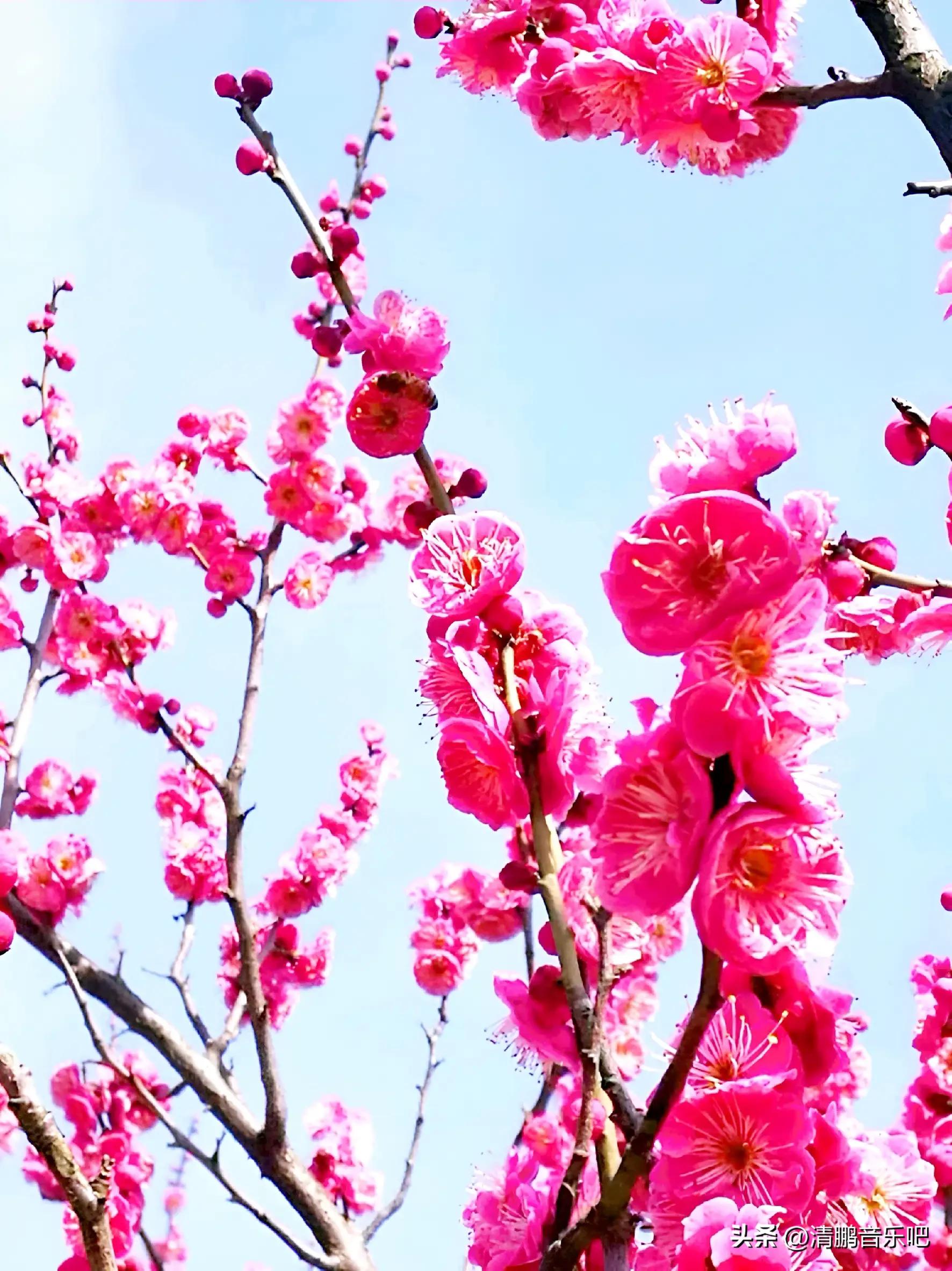 人民币上面的花分别是什么花,人民币上的花是什么花