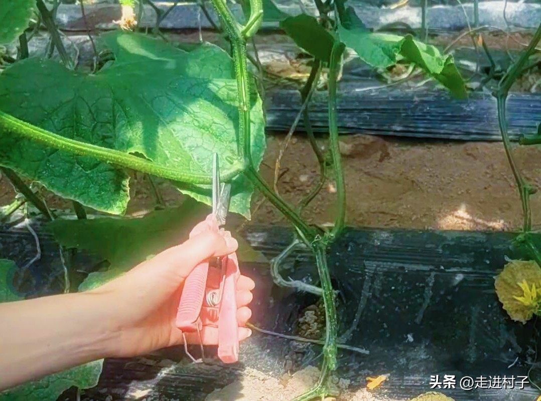 黄瓜长高需要把下面叶去掉吗,不搭架黄瓜如何修剪