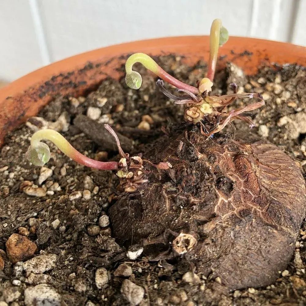 养仙客来花的教程,养仙客来需要的温度