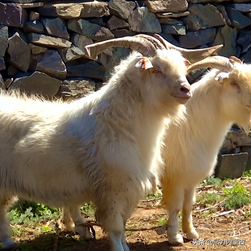 这场“羊”运会，内蒙古申请出战！