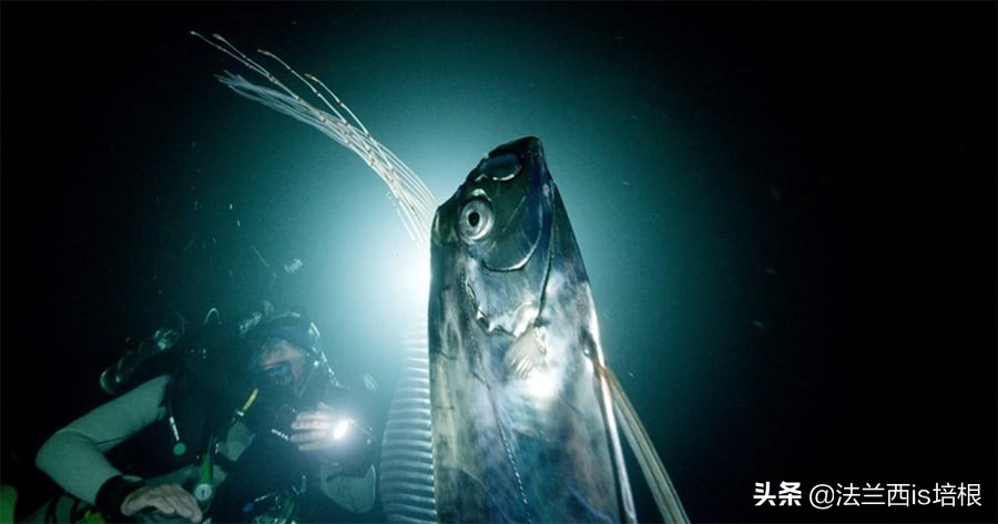 海怪“地震鱼”现身台湾！足有6米长，近期会发生地震海啸吗？