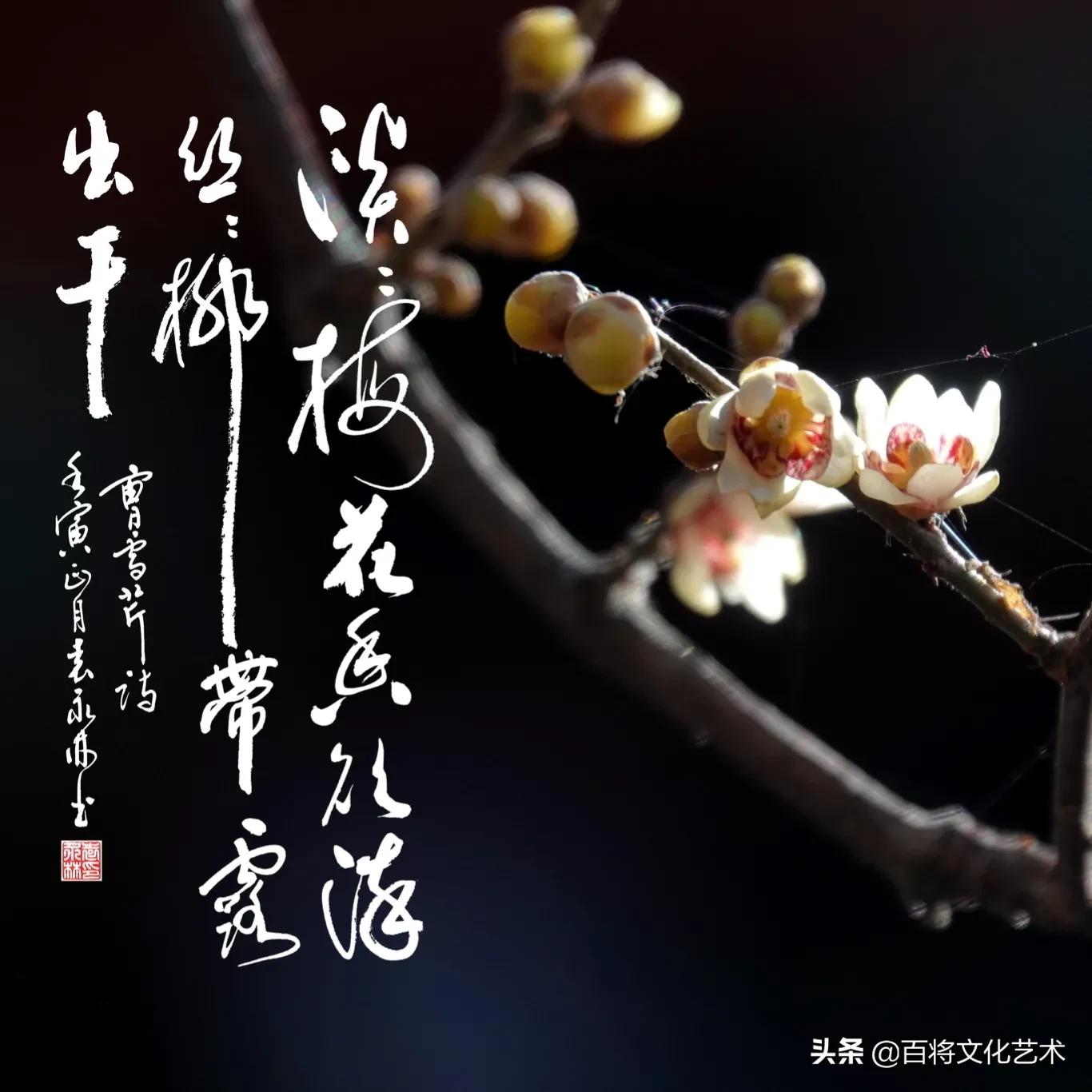 「百将文化」枝横碧玉天然瘦，恋破黄金分外香