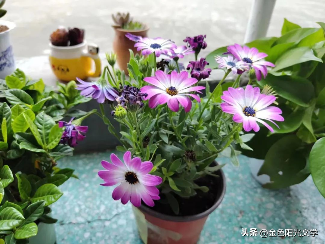 《游四小》《我家的小六六》《我家的金毛》《灰灰》