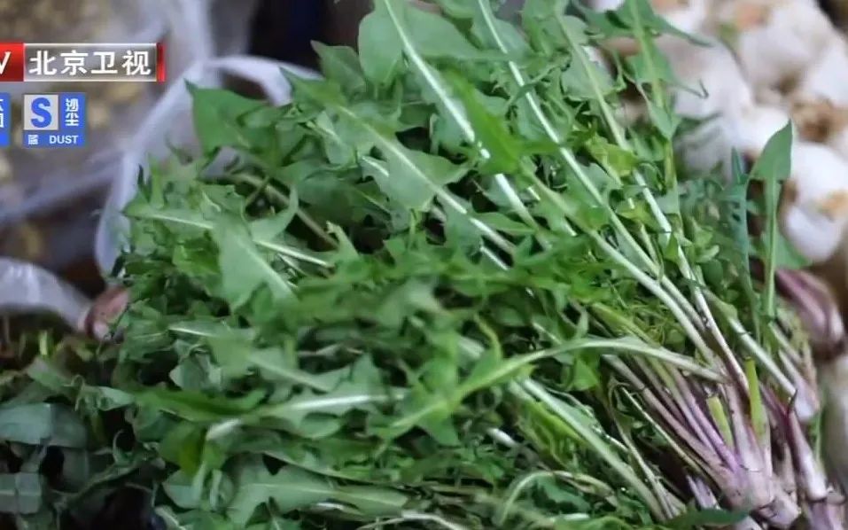 药草皇后蒲公英泡水竟然能抗癌,蒲公英十大功效