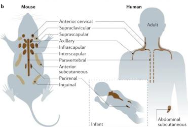 你是个成熟的脂肪细胞了,应该学会自己燃烧
