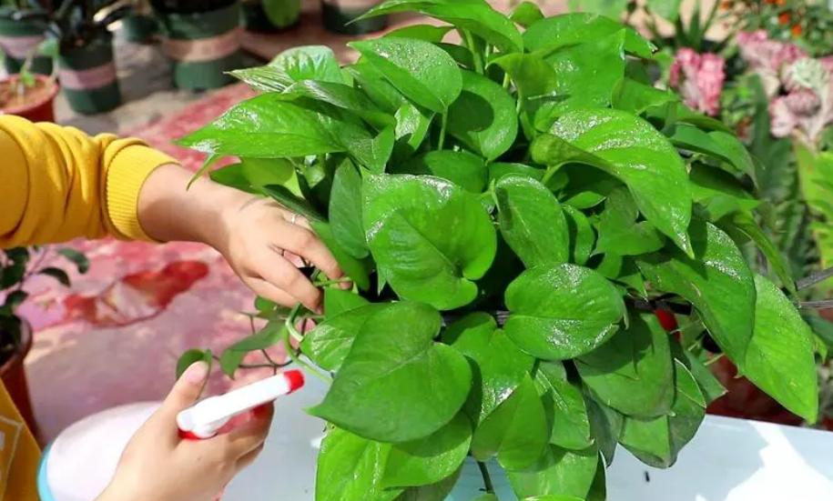 绿萝为什么叶子发黄应该怎样管理,绿萝叶片发黄怎么消除