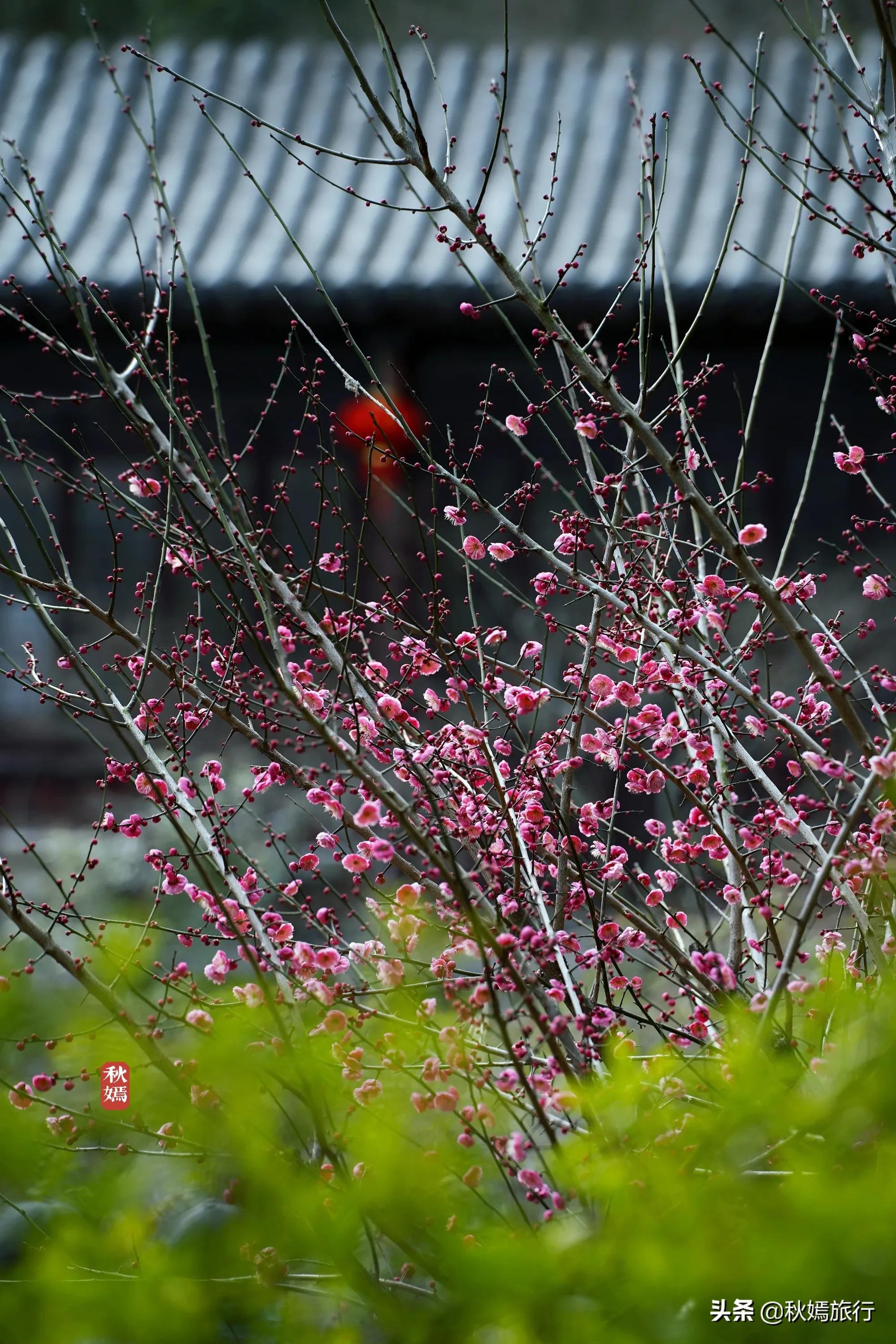 春染虎丘图片,虞山脚下的美丽小城常熟风景