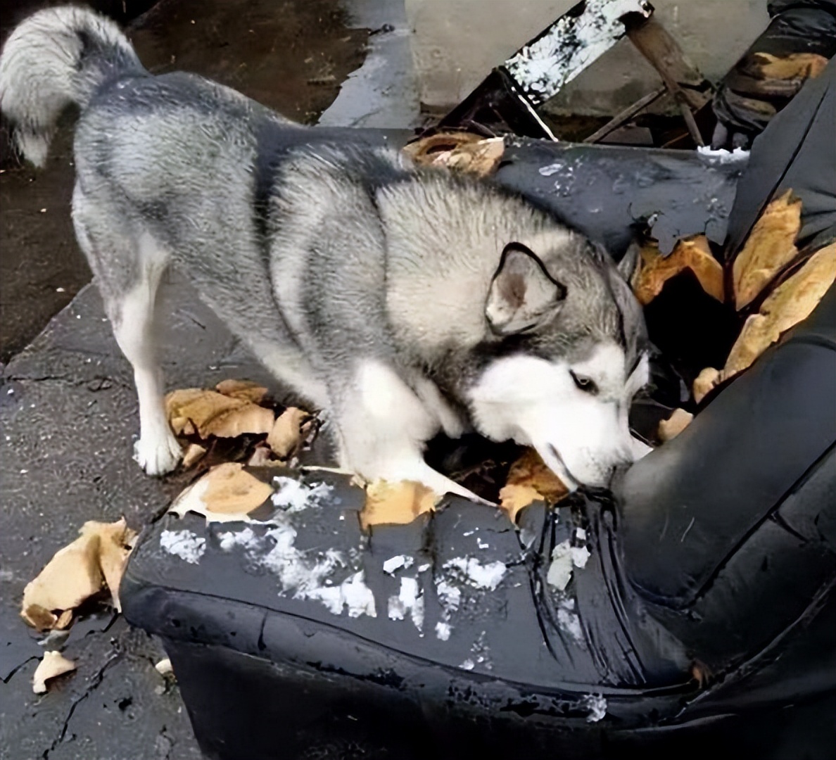 普通家庭不建议养这几种狗,不管养什么狗都要记住这7条忠告