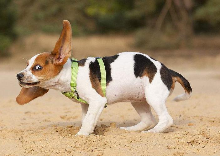 最长寿的5种狗,最长寿的四种狗