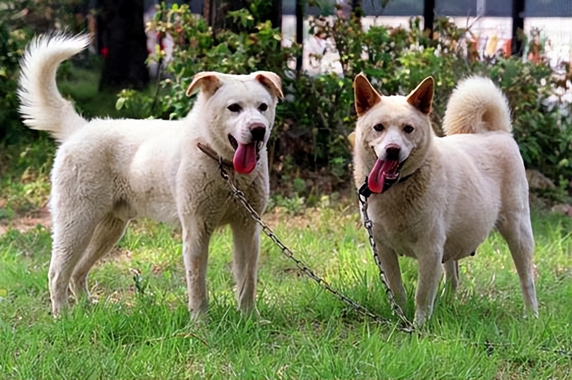 各国的国宝鸟,中国第一国宝太阳神鸟