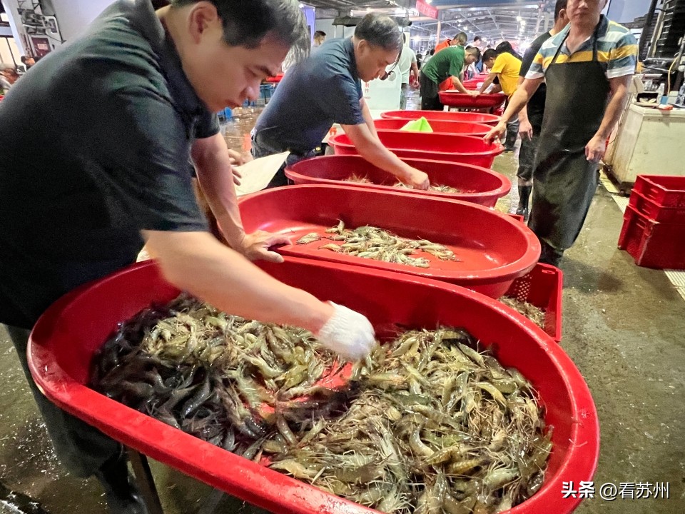 价格“腰斩”！苏州虾类迎来集中上市期