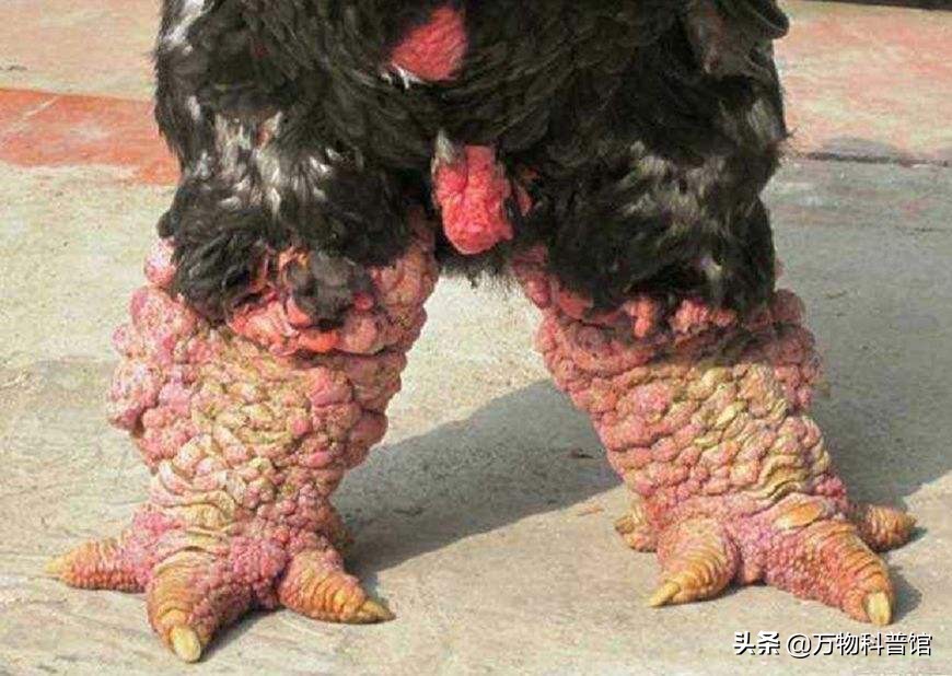 世界上最贵的十种鸡的品种,世界上最值钱的是什么鸡