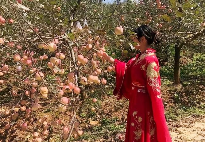 古代把苹果叫什么名字,苹果在古代的名字原来这么美