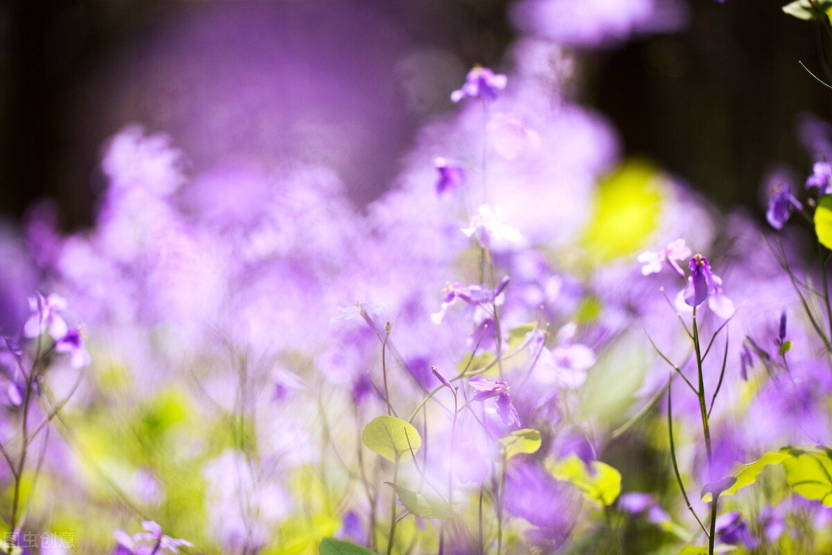 《西厢记》昆曲听琴,西厢记中听琴