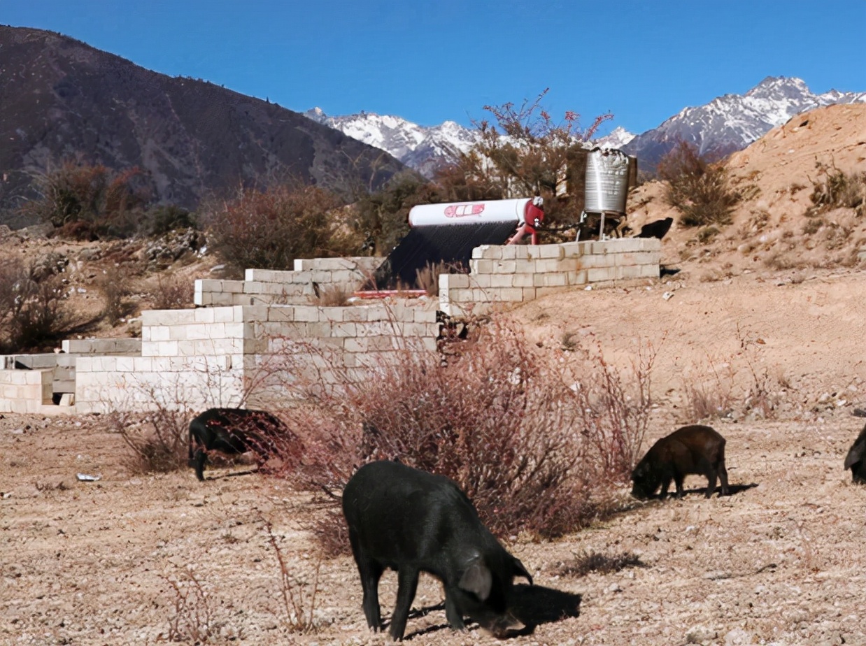 云南楚雄彝族人的习俗,彝族春节习俗大全