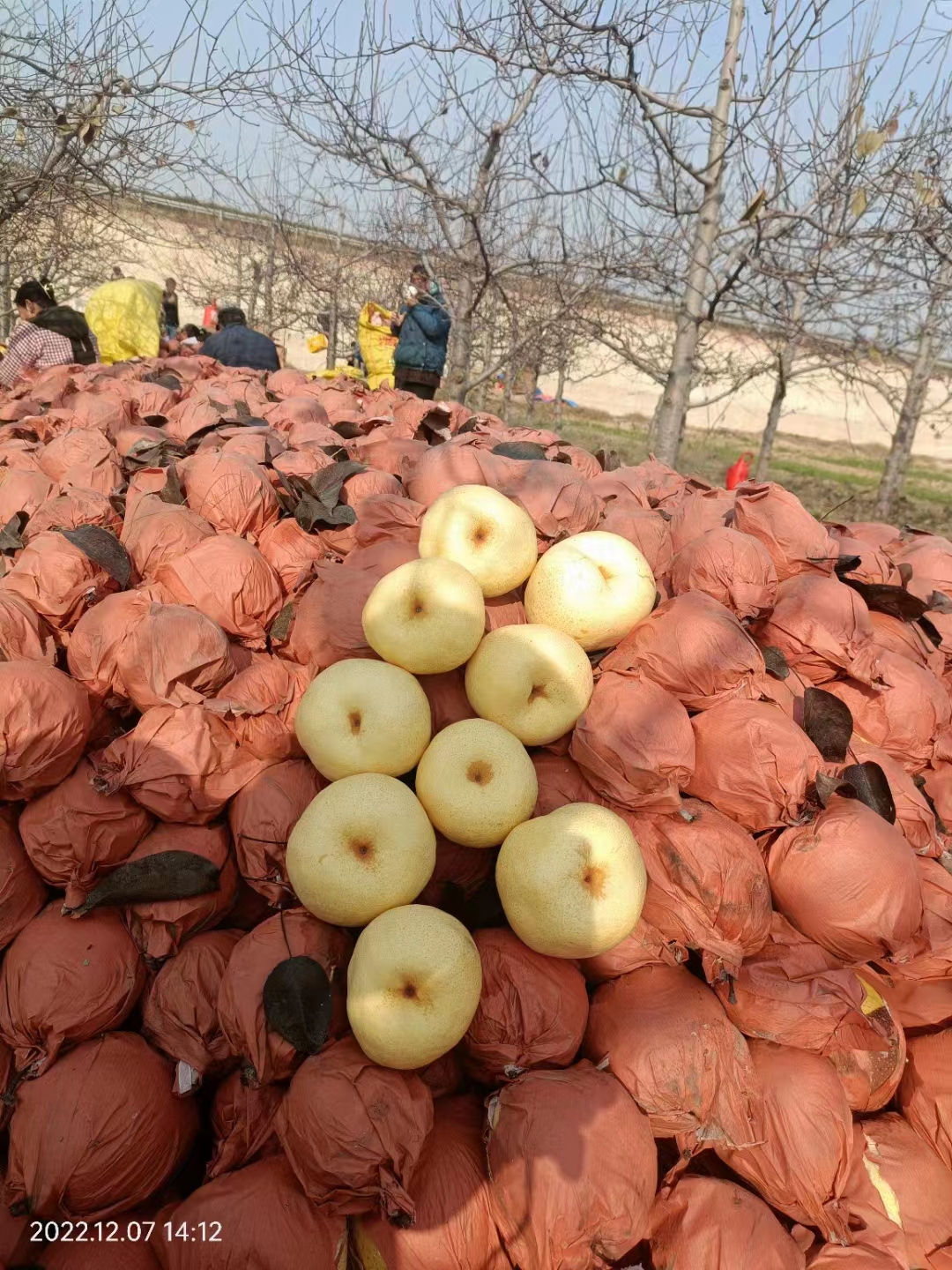 春节前行情会上涨的3种蔬菜,春节期间最热门的生意