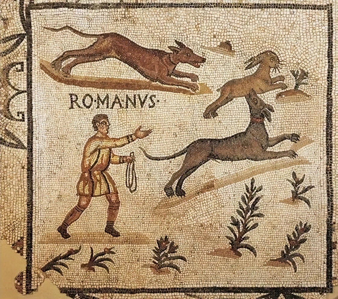 狗是从汪星人进化而来的吗,汪星人与狗狗的区别