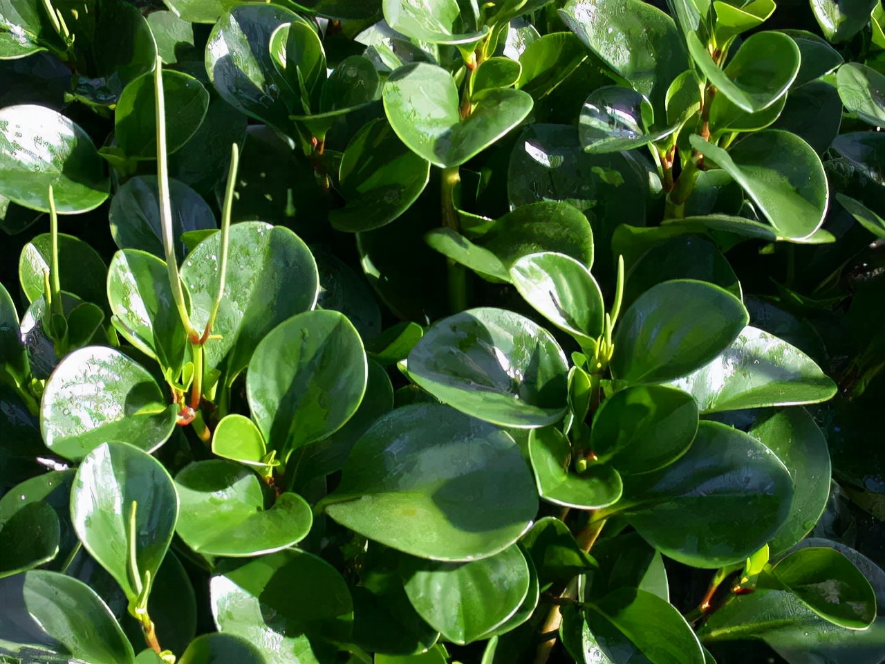 公园路边植物图片,路边的小植物有哪些