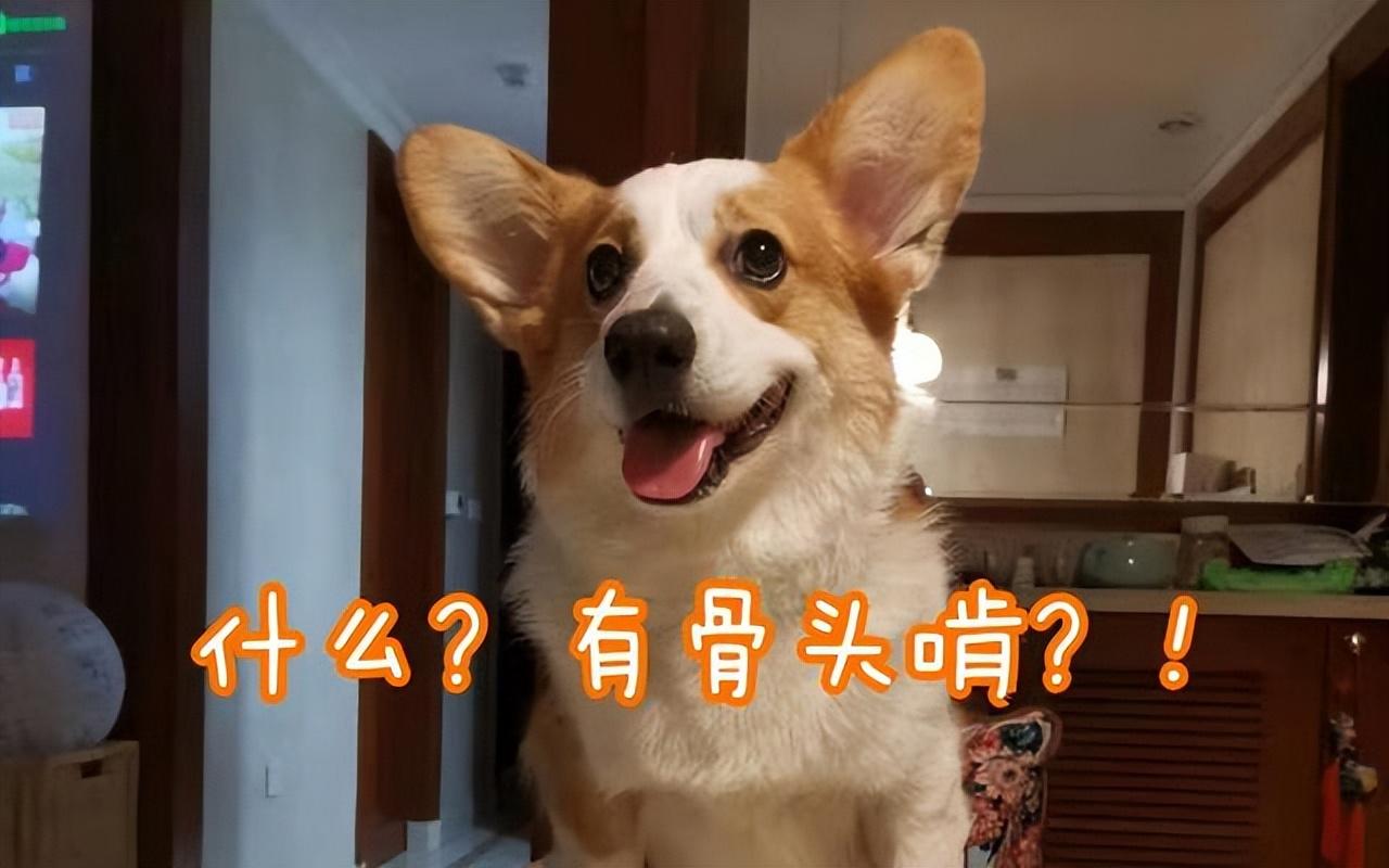 养柯基幼年需要注意的一些事项,养三个月幼崽柯基新手要注意什么