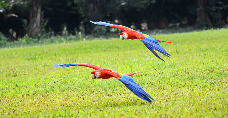 住野趣C位-广州长隆酒店！含高级客房+童趣乐园+广州长隆园区门票