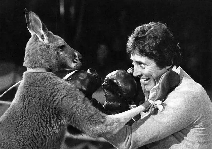 袋鼠的真实情况,袋鼠的真实现状