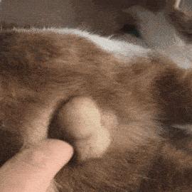 猫咪怎么看是女猫还是男猫,猫咪性别辨认