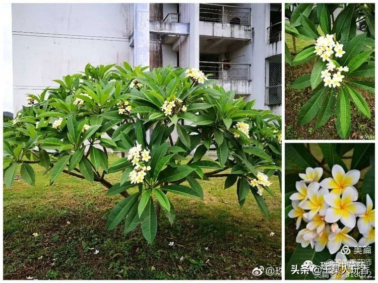 石家庄挖野菜攻略,挖野菜攻略