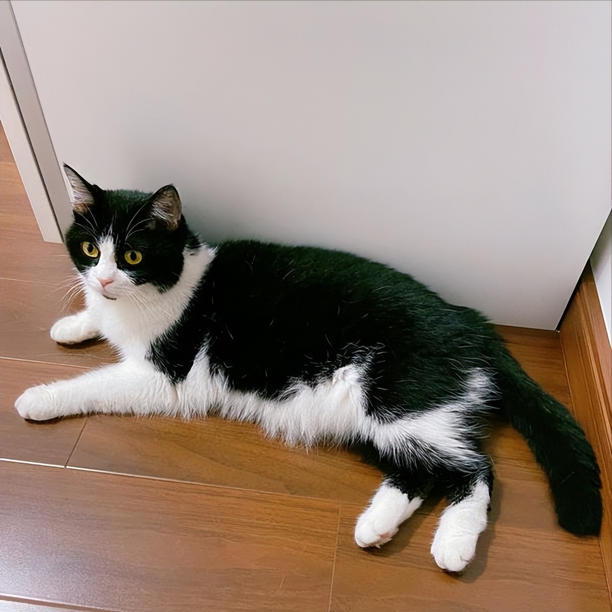 千万不要养猫狗的警告,千万不要忽视猫的四种行为