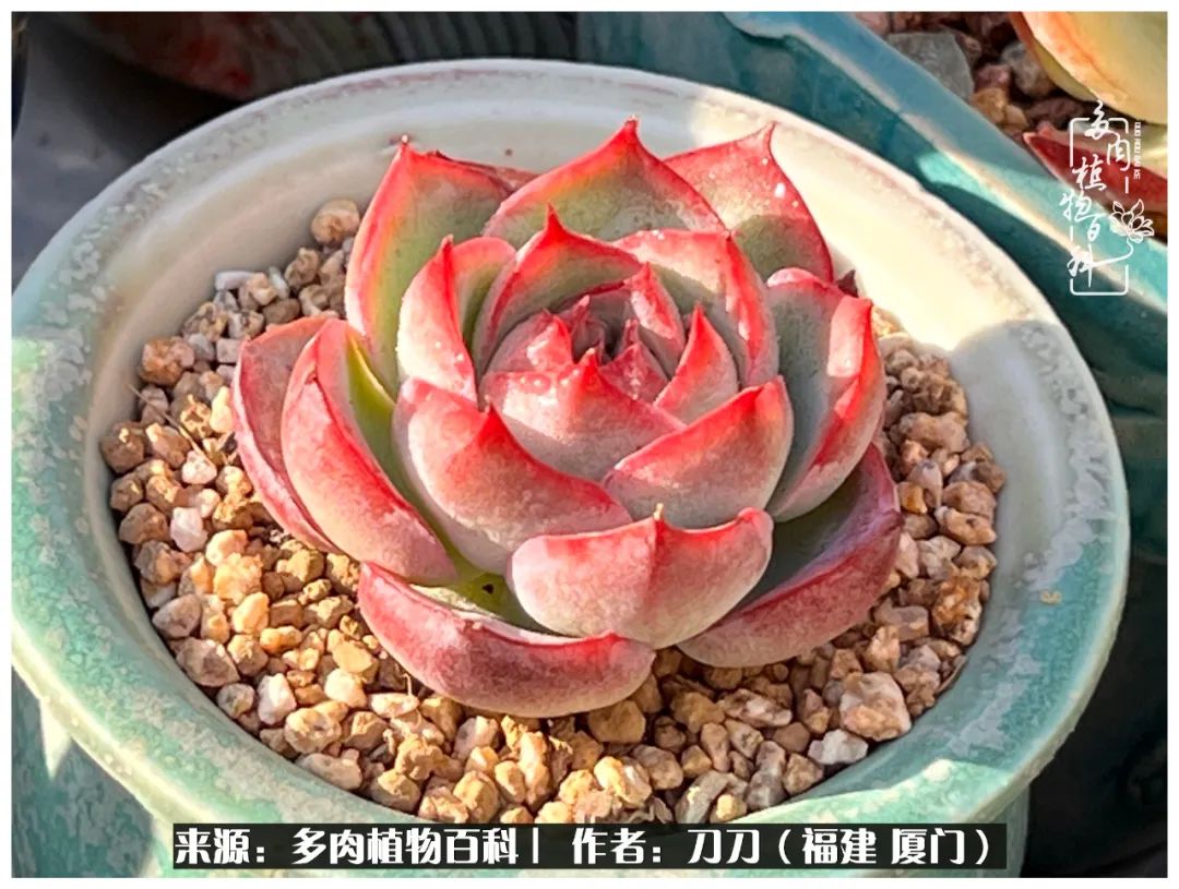 多肉夏季不好养品种有哪些,高花盆为什么养不好多肉