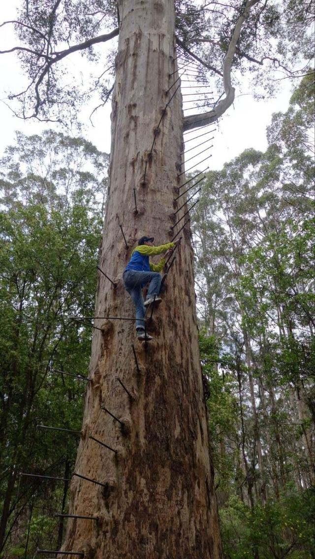 一棵树就是一个景点,一棵树的春夏秋冬绝美风景