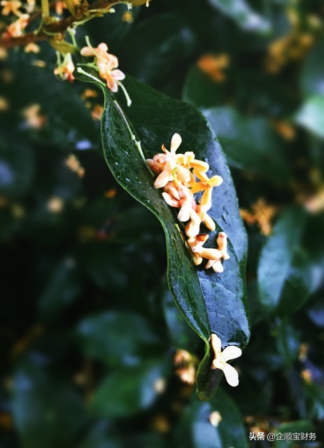 新能源公司起名大全有寓意,具有寓意的公司四字名字大全