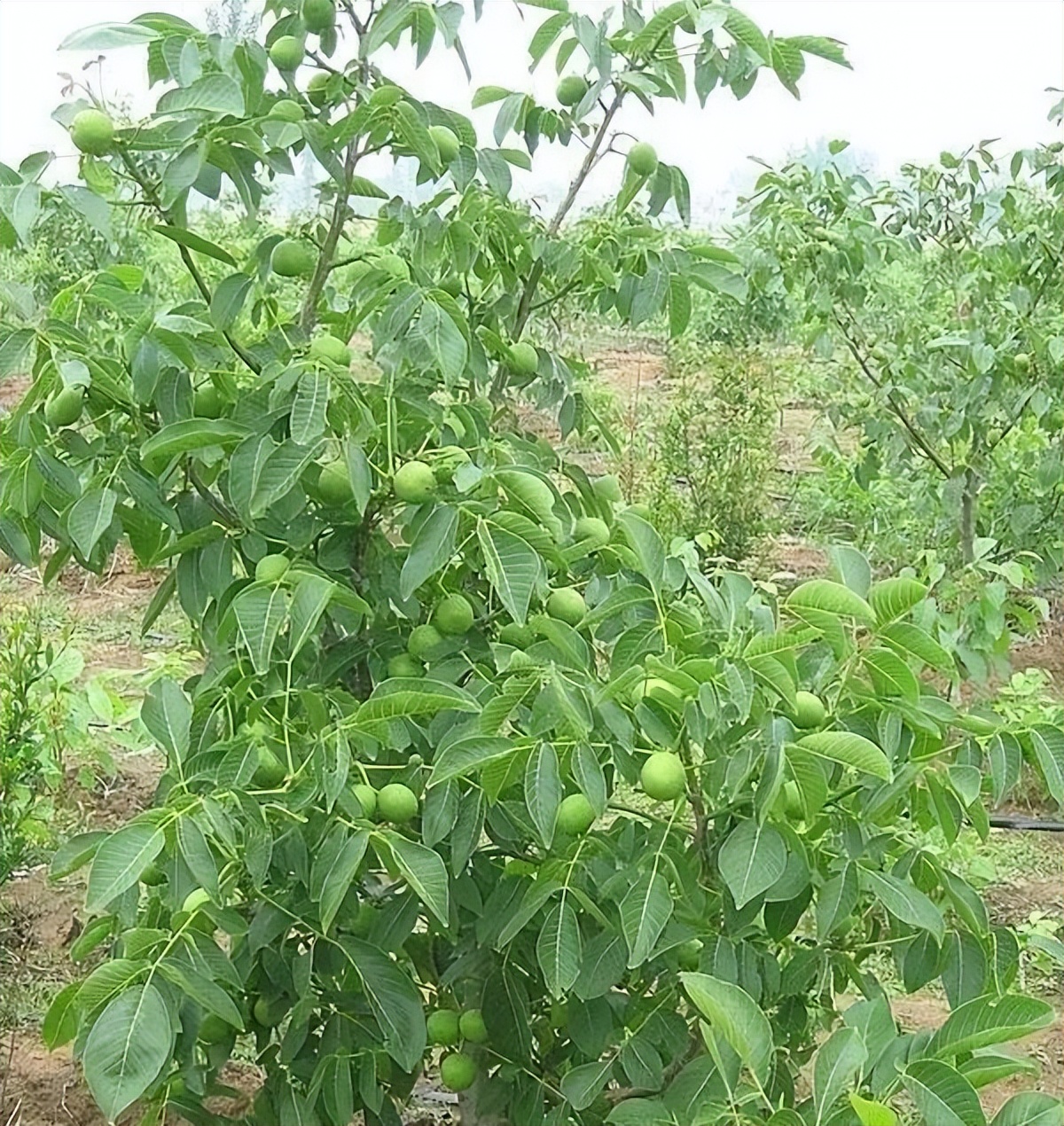 农家自种老品种核桃营养好吃,最值得种植的核桃