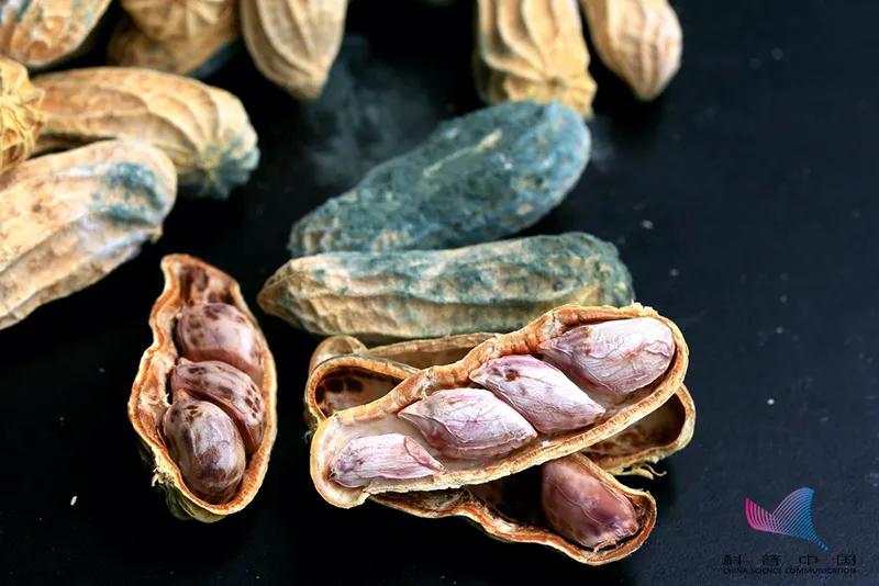 这种坚果吃了排毒40天,什么坚果吃了养肝