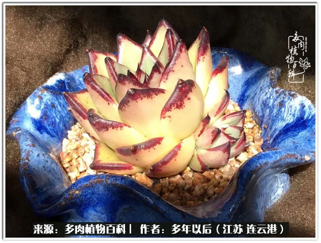 我若不弃，愿你不负我所期